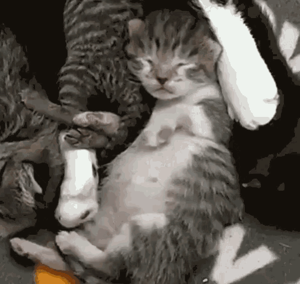 a group of kittens laying on top of each other