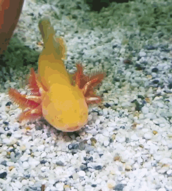 Photobomb Axolotl GIF - Photobomb Axolotl Aquarium GIFs