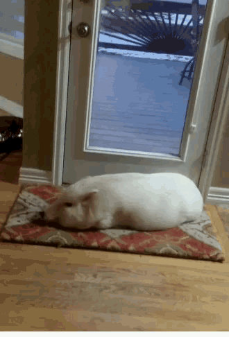 Pig Relax GIF - Pig Relax Sleeping GIFs