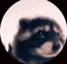 a close up of a raccoon 's face in a circle on a black background .