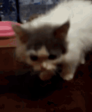 a close up of a cat 's face with a blurry background