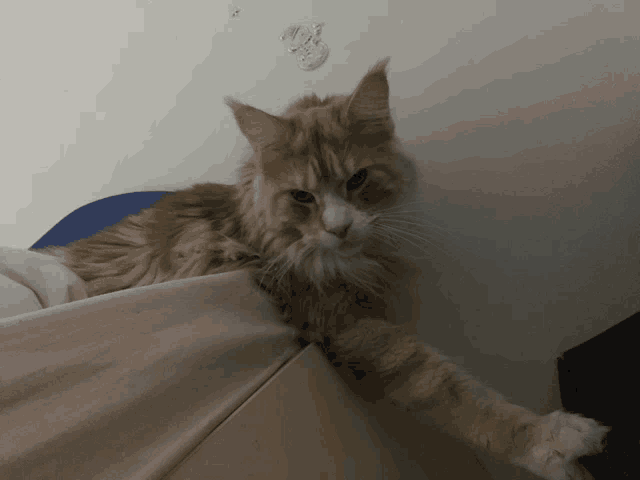 a cat laying on a bed with a hook on the wall behind it