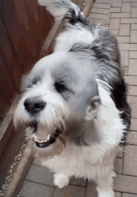 a black and white dog with its mouth open is standing on a sidewalk