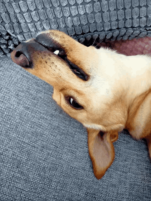 a close up of a dog laying on its back with its mouth open