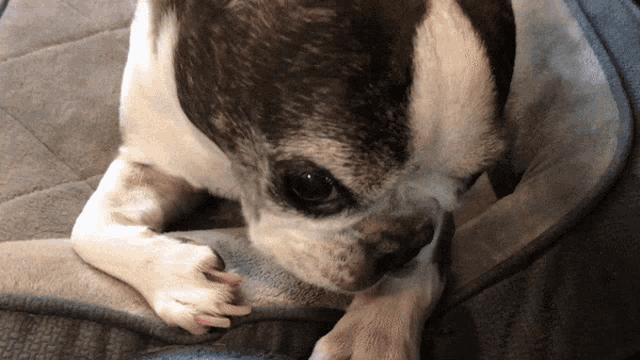 a brown and white dog laying on a blanket looking at the camera
