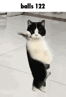 a black and white cat is standing on its hind legs on a tile floor .