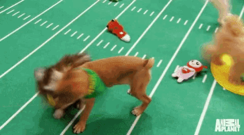 a dog is running on a football field wearing a green jersey .
