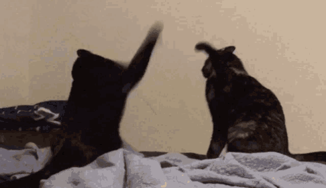two cats are playing with each other on a bed with a blue blanket