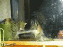 a gif of two cats playing with each other has the hashtag geogif